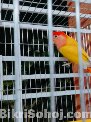 Love bird for sell